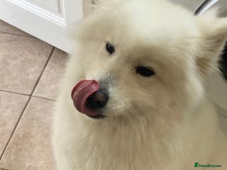 Samoyed dogs Samoyed - Advert 4