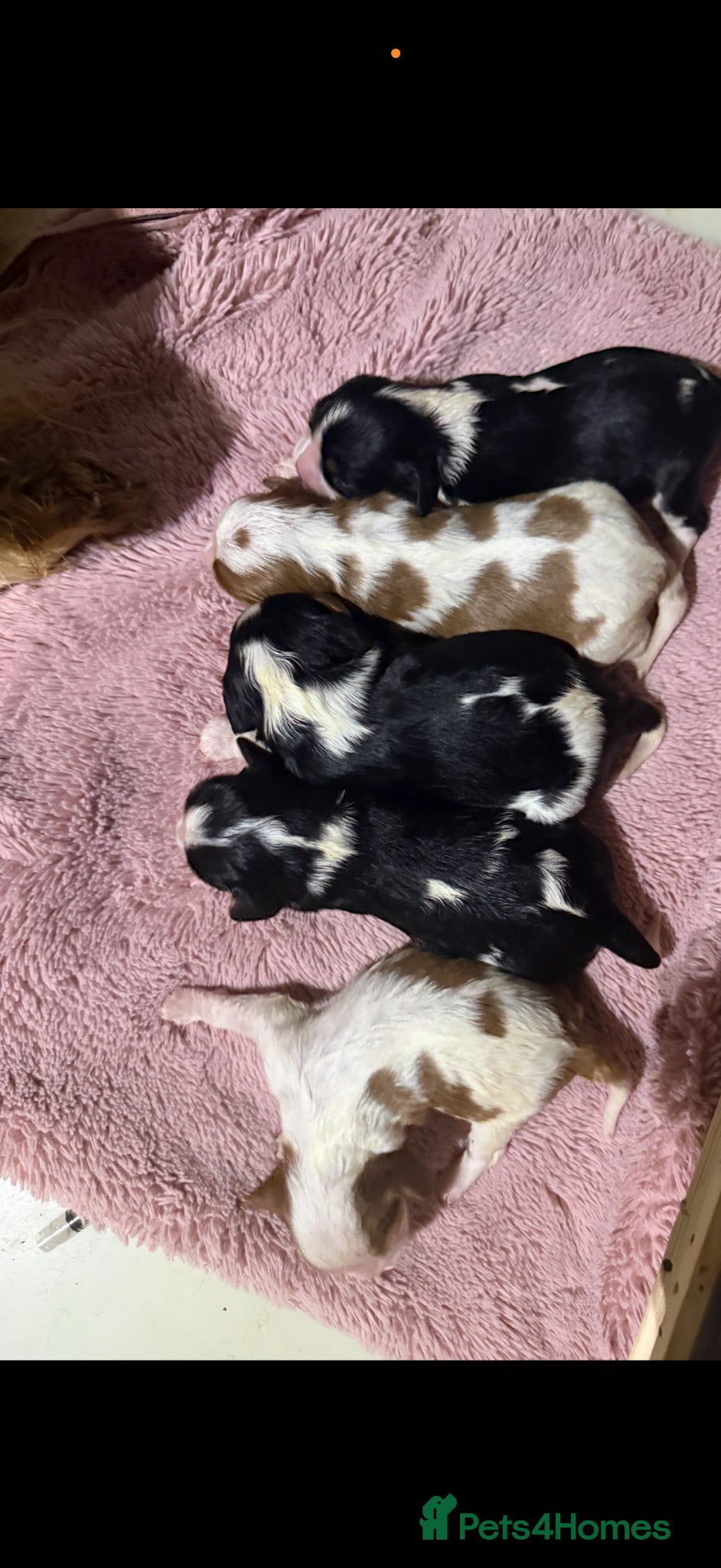 Cavalier King Charles Spaniel dogs Kc cavalier puppies dna clear  - Advert 2