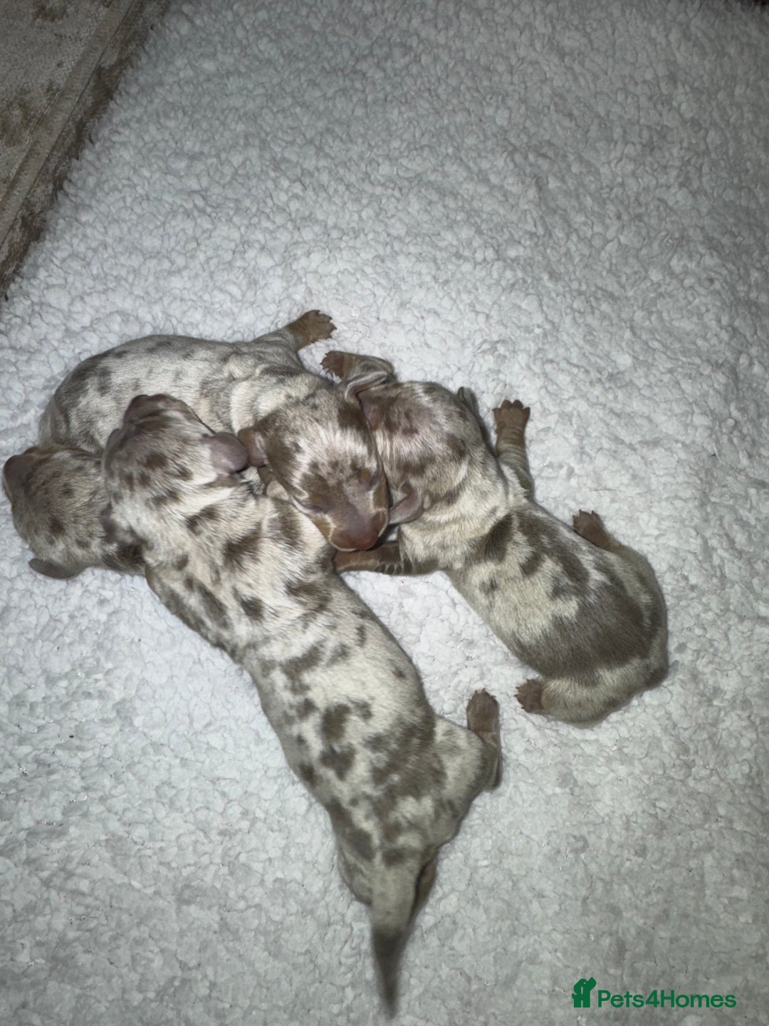 Miniature Dachshund dogs for sale: Isabella silver dapple miniature Daschound puppy’s - Advert 5