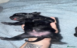 Staffordshire Bull Terrier dogs for sale: Staffordshire bull terrier puppies   - Advert 4