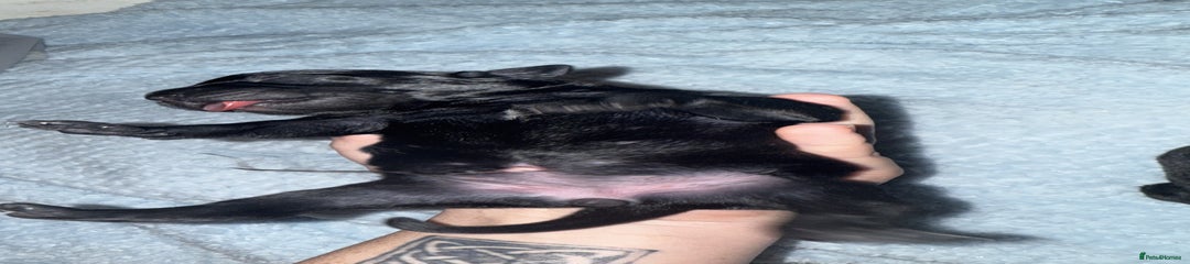 Staffordshire Bull Terrier Puppy 2