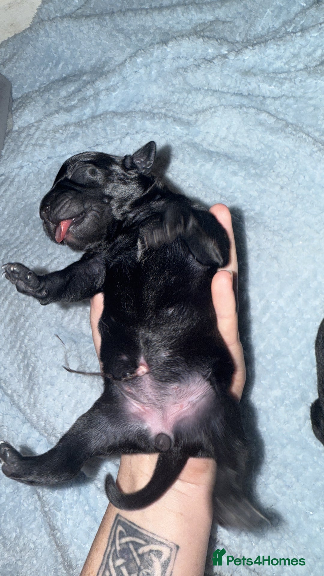 Staffordshire Bull Terrier dogs for sale: Staffordshire bull terrier puppies   - Advert 4