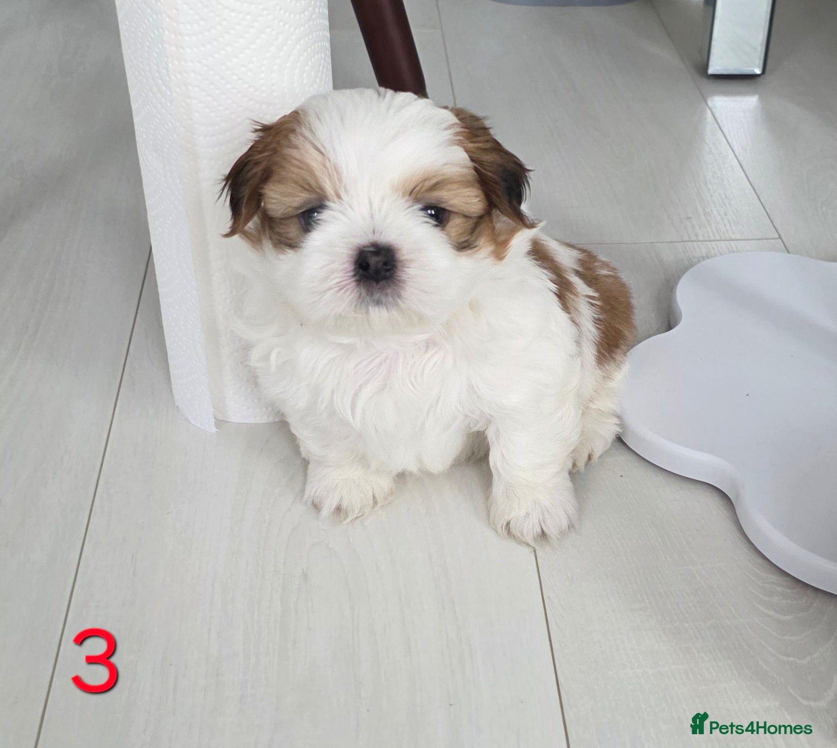 Mixed Breed dogs for sale: Beautiful 4 puppies (4 boys) - Advert 10