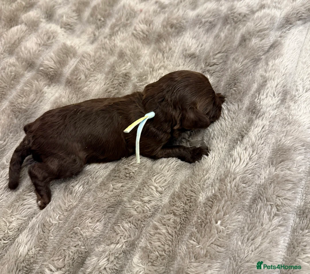 Cavapoo dogs for sale: Beautiful litter of 8 Cavapoos  - Advert 9