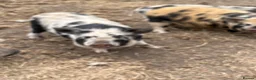 Pig livestock for sale: Juliana’s for sale  - Advert 4
