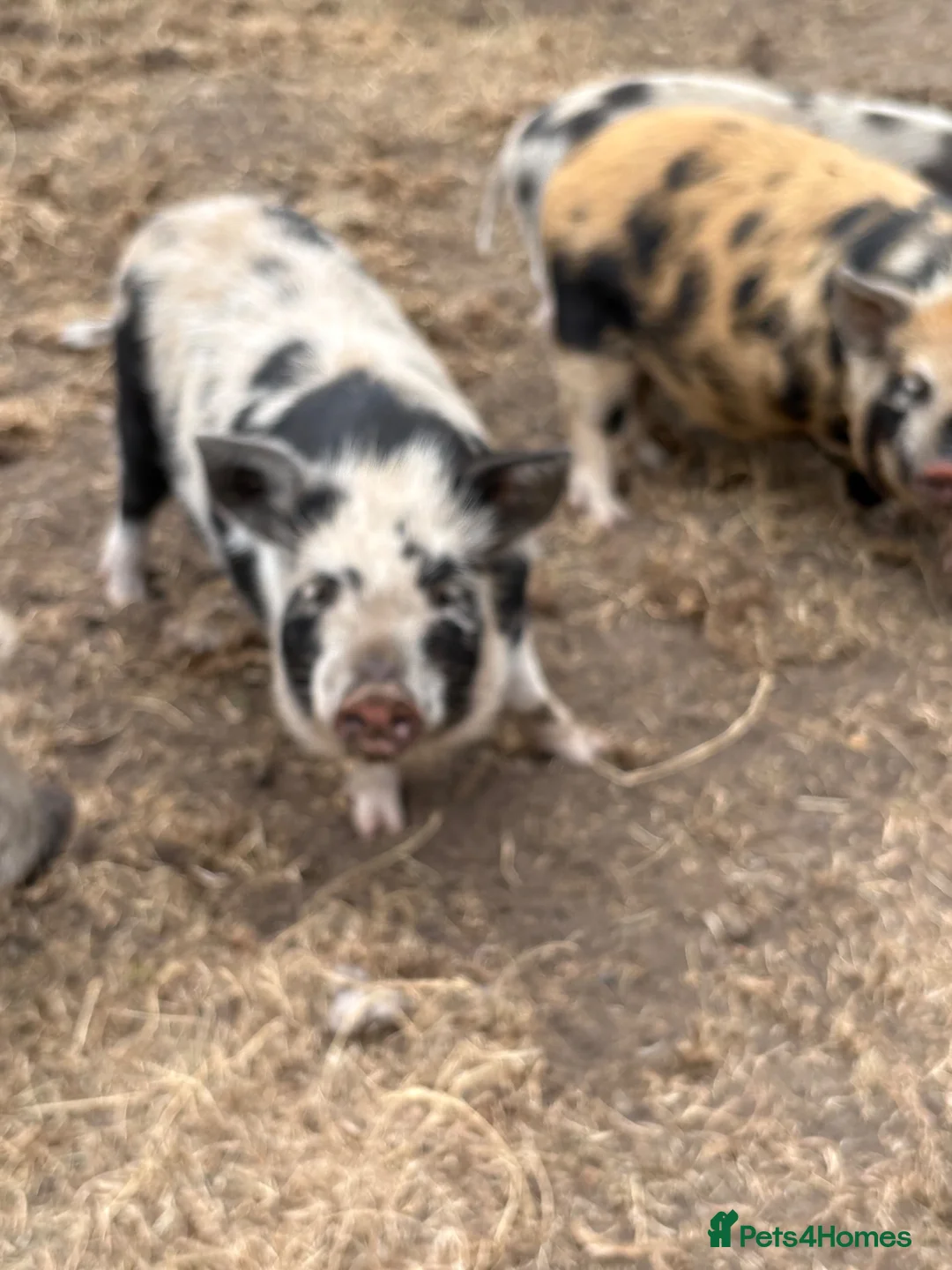 Pig livestock for sale: Juliana’s for sale  - Advert 4