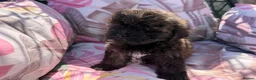 Shihpoo dogs for sale:  Shih Tzu x Toy Poodle (Shih Poo)  in Bishop Auckland - Advert 15