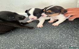 Jack Russell dogs for sale: 2 puppies for sales - Image 10