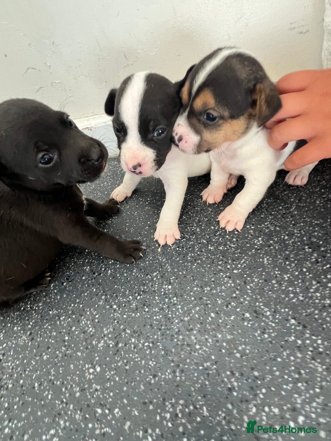 Jack Russell dogs for sale: 2 puppies for sales - Image 10