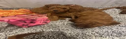 Cockapoo dogs for sale: Beautiful litter of red cockapoos  - Advert 7