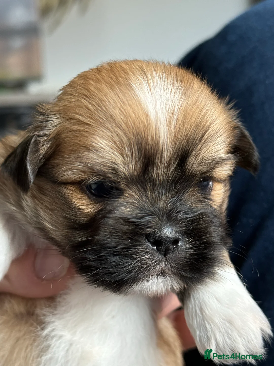 Gallery Image {{count}}