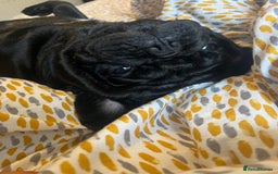 Pug dogs for sale: Male pug  - Image 2