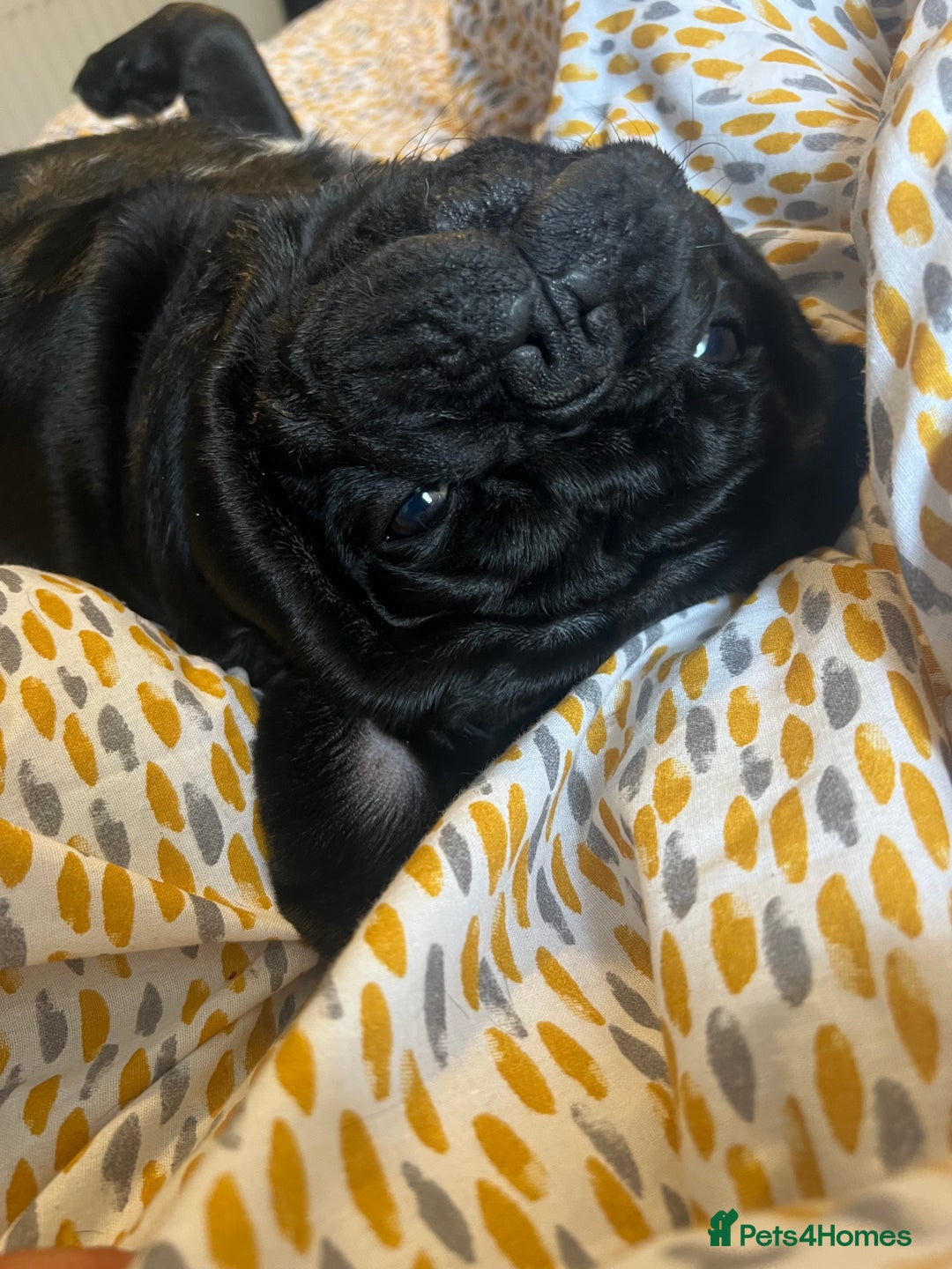 Pug dogs for sale: Male pug  - Image 2