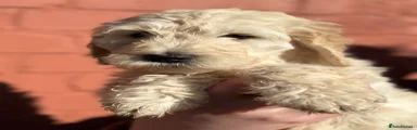 Goldendoodle Puppy 5 cream girl 