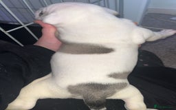 Mixed Breed dogs for sale: 4 beautiful olde English bulldog/ American bulldog - Advert 20