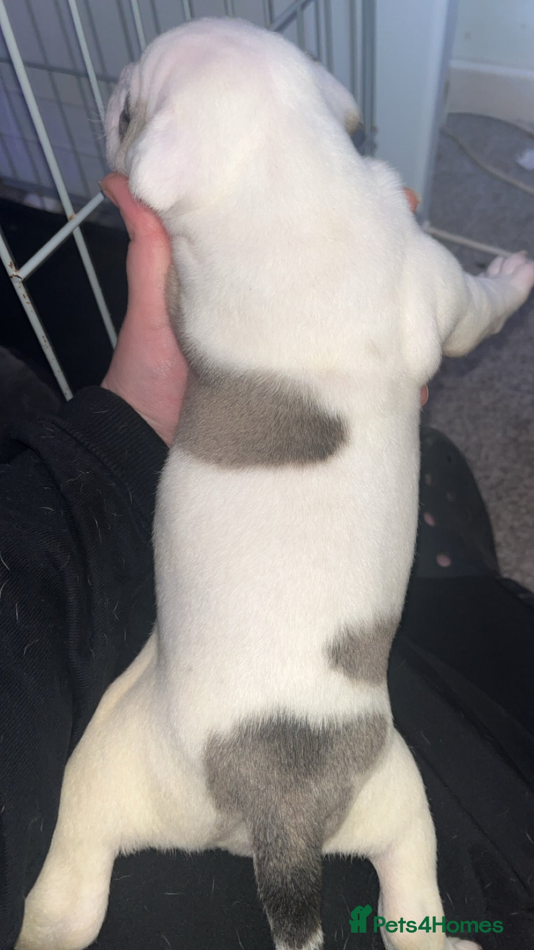 Mixed Breed dogs for sale: 4 beautiful olde English bulldog/ American bulldog - Advert 20