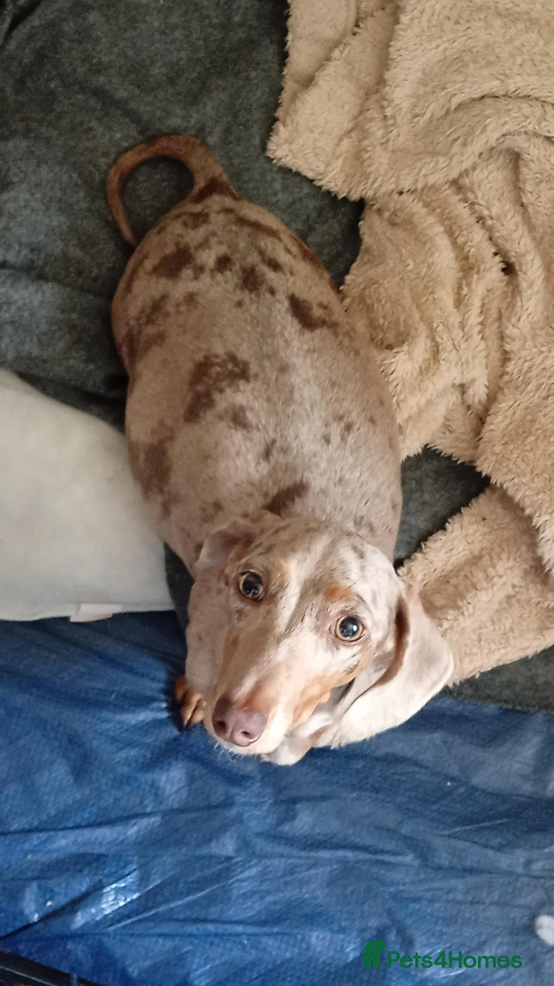 Miniature Dachshund dogs for sale: Sale 💰 in Middlesbrough - Advert 1