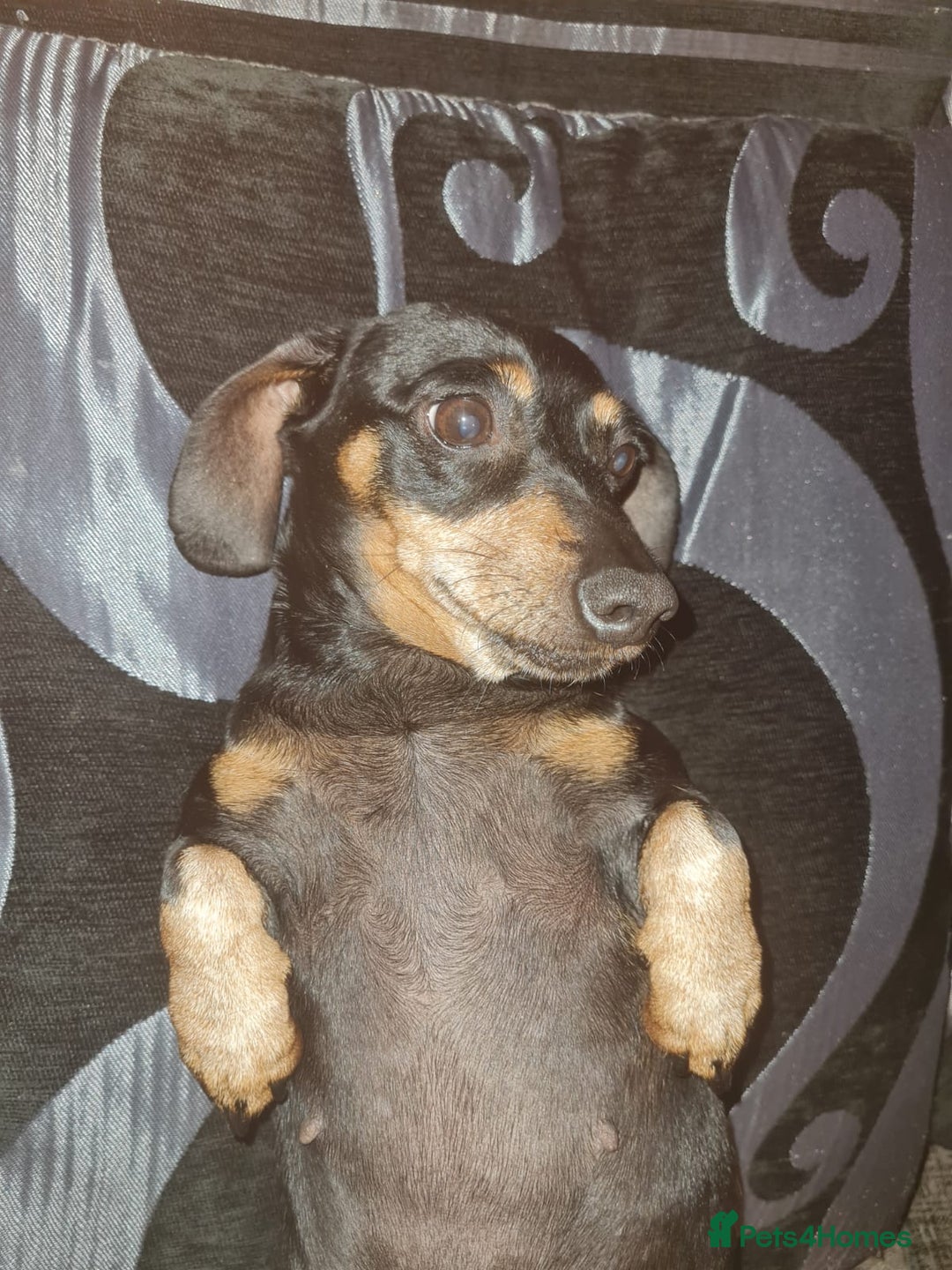 Miniature Dachshund dogs for sale: Miniature dachshund rehome - Image 3