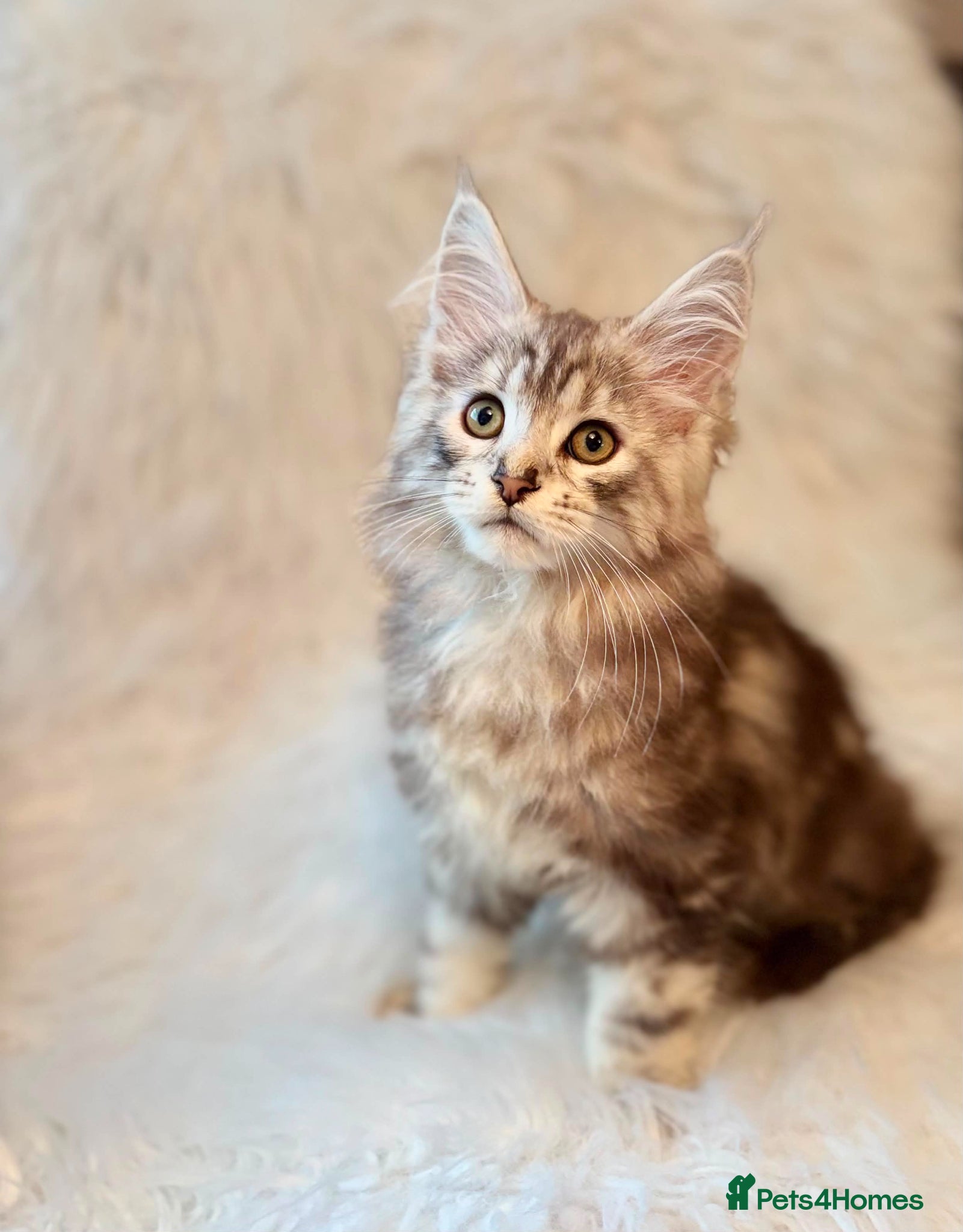 Maine Coon cats Maine coon kittens silver tabby ready now - Advert 10