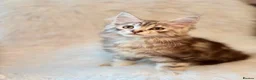Maine Coon cats for sale: Maine coon kittens silver tabby ready now - Advert 1