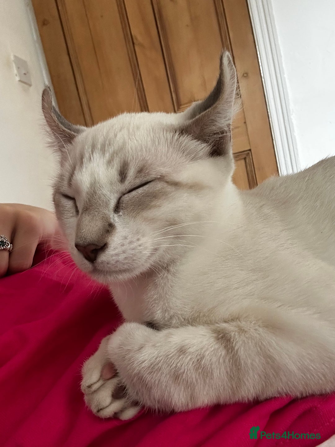 Sphynx cats for sale: Sphynx Brothers  - Image 2