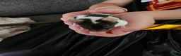 Mouse rodents for sale: 3 female mice in Liverpool - Advert 2