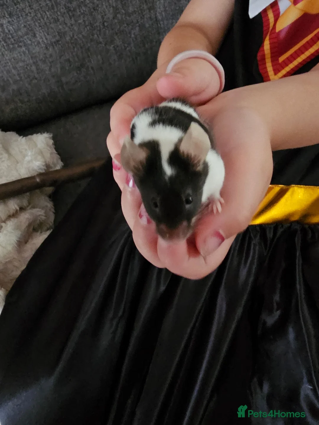 Mouse rodents for sale: 3 female mice in Liverpool - Advert 2