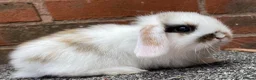 Mini Lop rabbits for sale: STINNING PURE BREED MINI LOPS AMAZING COLOURS - Advert 8
