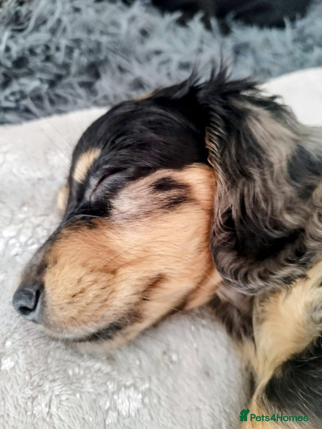 Dachshund dogs for sale: MINIATURE DACHSHUND! - Image 7