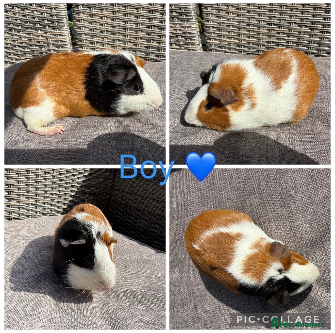 Guinea Pig rodents Male & Female piggies looking for new laps - Advert 2