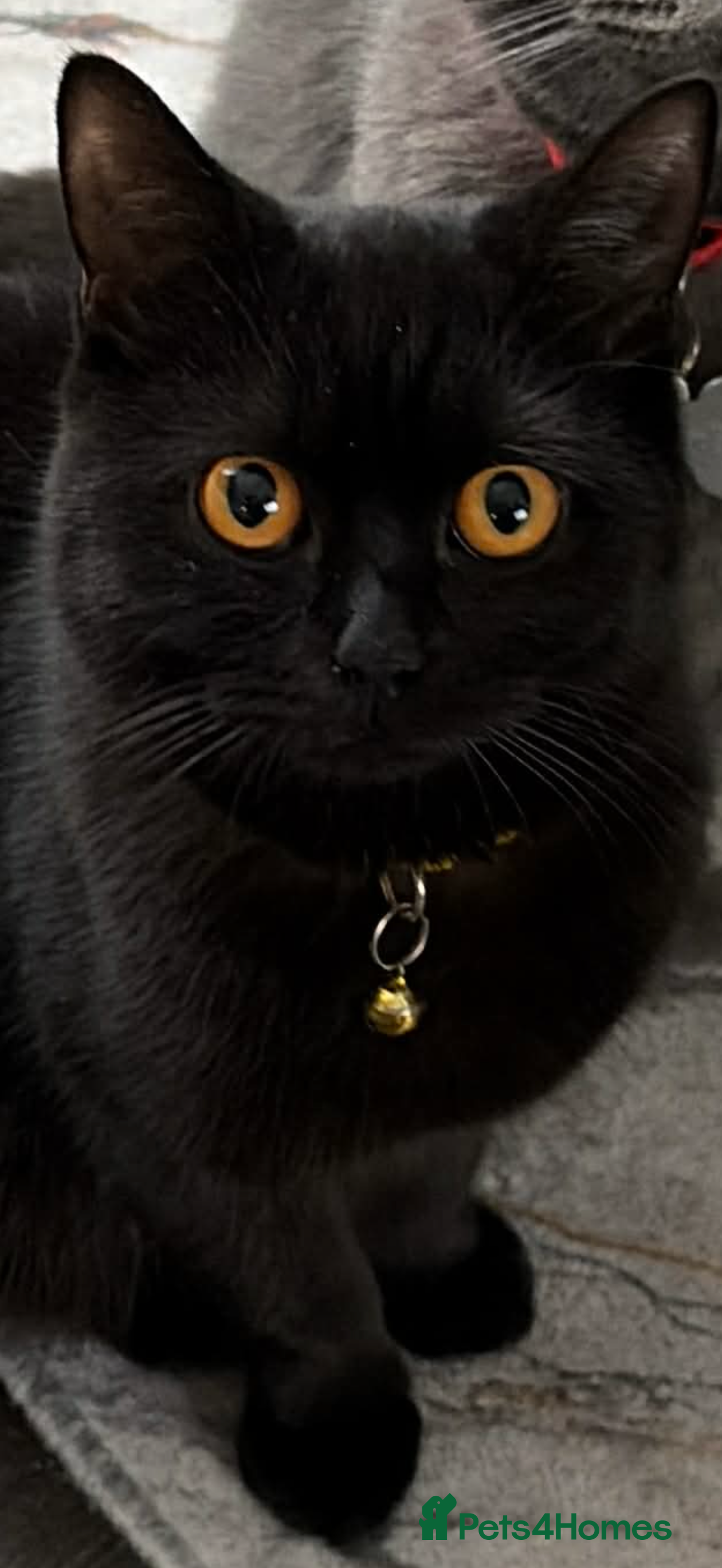 British Shorthair cats Black British short haired  - Advert 1