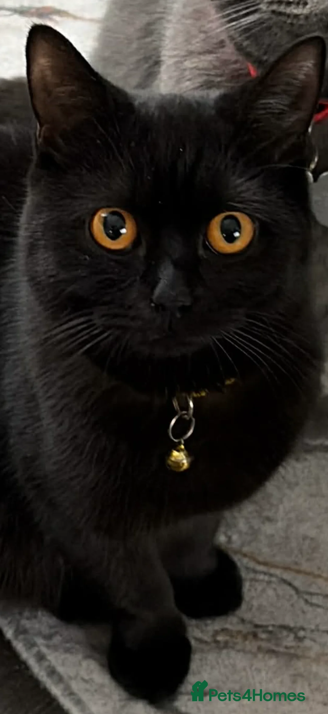 British Shorthair cats for sale: Black British short haired  - Advert 1