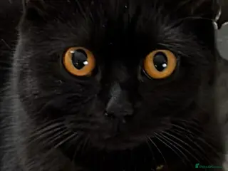 British Shorthair cats Black British short haired - Advert 1