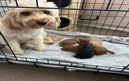 Cockapoo dogs for sale: 4 f2 cockapoos 2 males 1 female  - Image 28