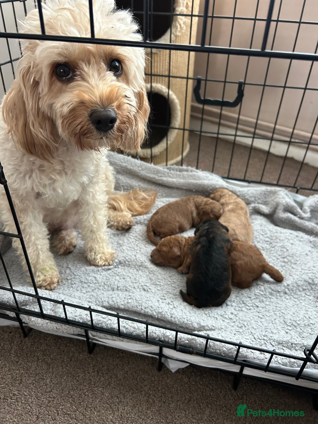 Cockapoo dogs for sale: 4 f2 cockapoos 2 males 1 female  - Image 28