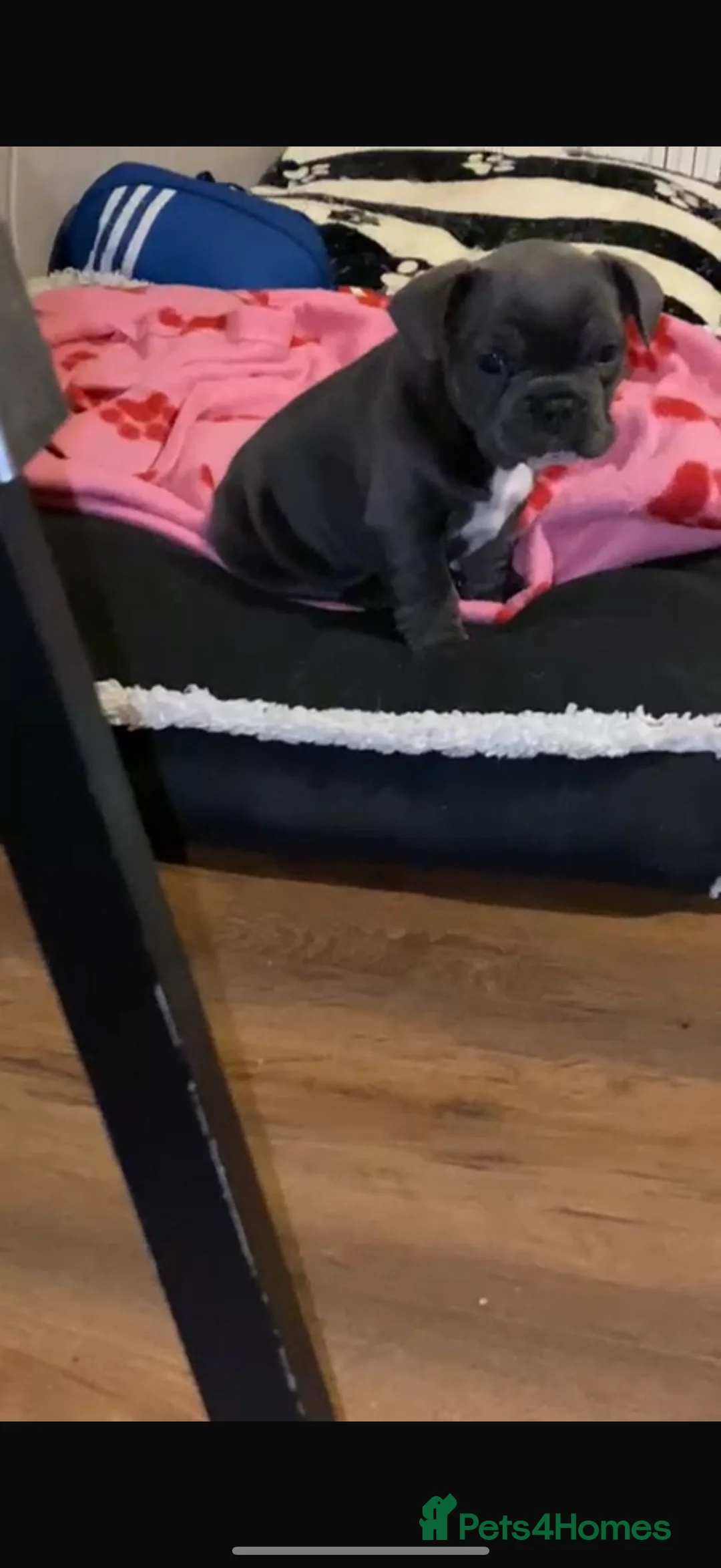 French Bulldog dogs for sale: French bulldog puppy  - Advert 5