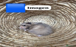 Hamster rodents for sale: Beautiful baby hamsters. Russian Dwarf and Syrian - Image 38