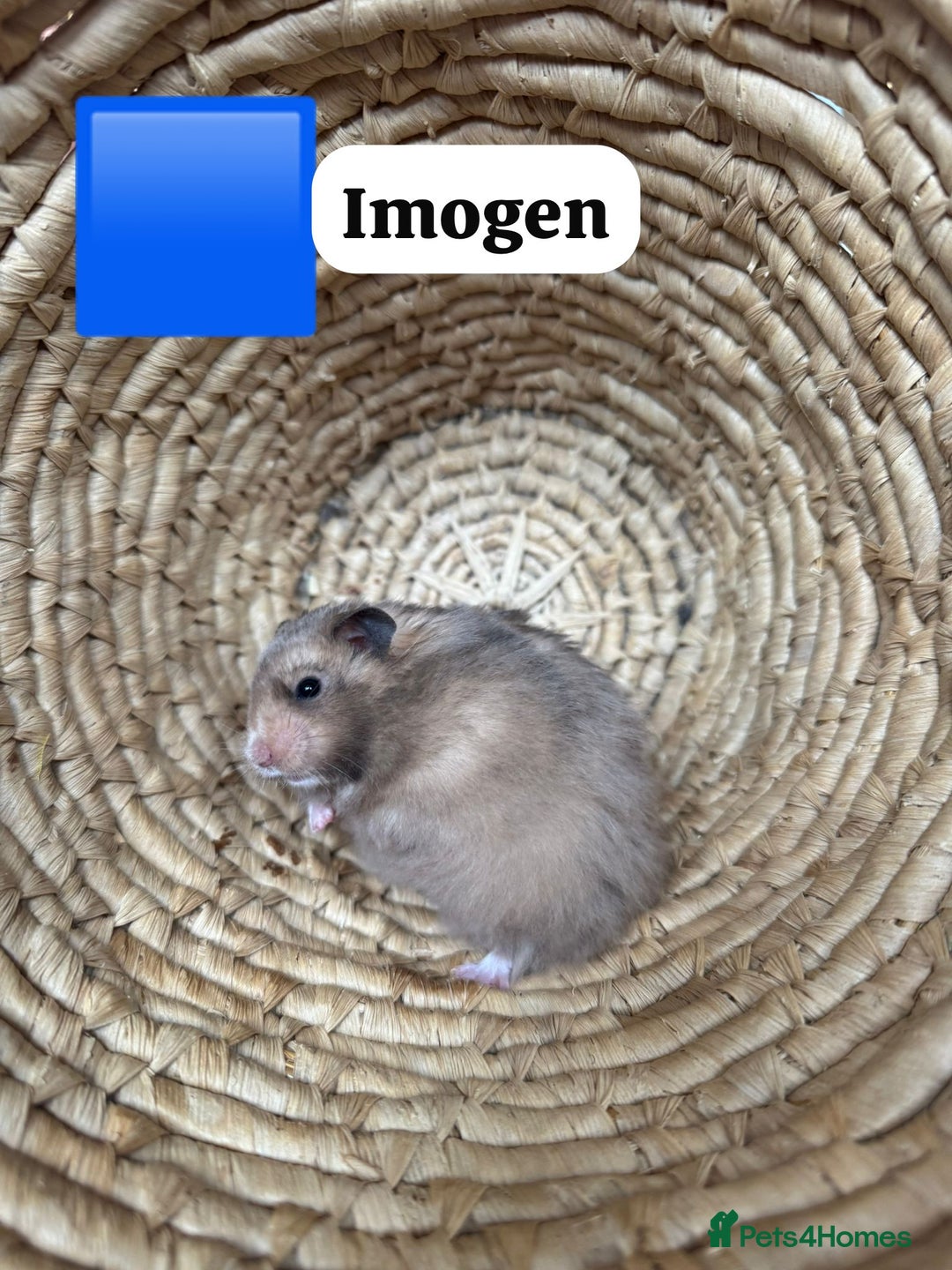Hamster rodents for sale: Beautiful baby hamsters. Russian Dwarf and Syrian - Image 38