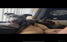 Lurcher dogs for sale: 11 month old male  - Image 1