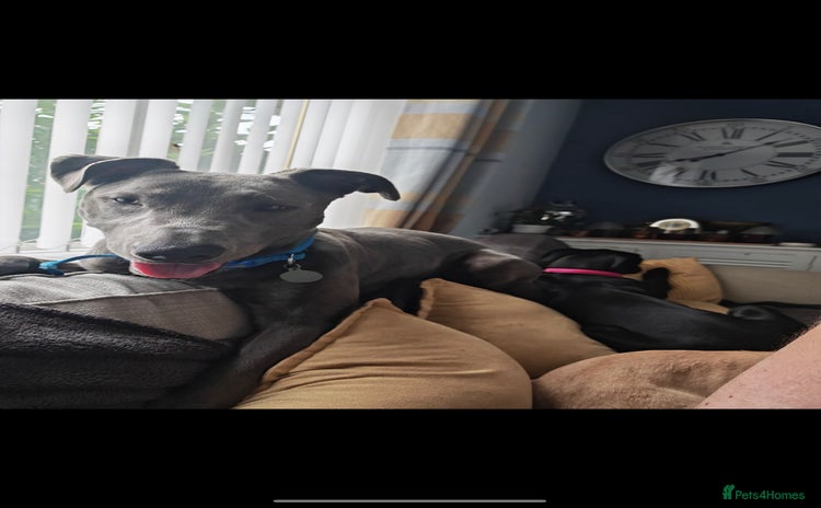 Lurcher dogs - Advert 1