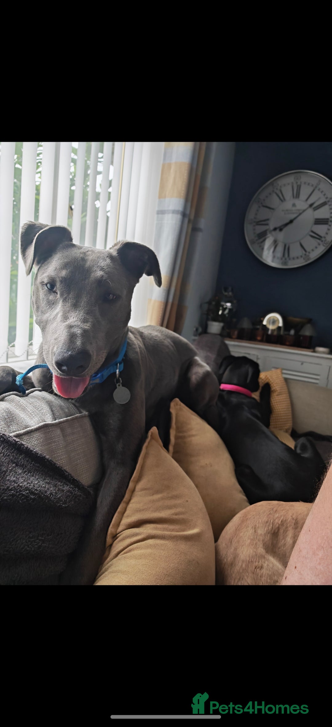 Lurcher dogs for sale: 11 month old male  - Image 1