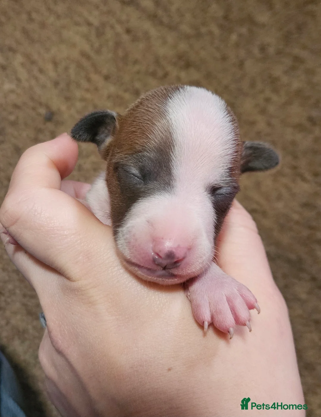 Italian Greyhound dogs for sale: Beautiful Italian Greyhound Puppies KC Registered - Advert 10