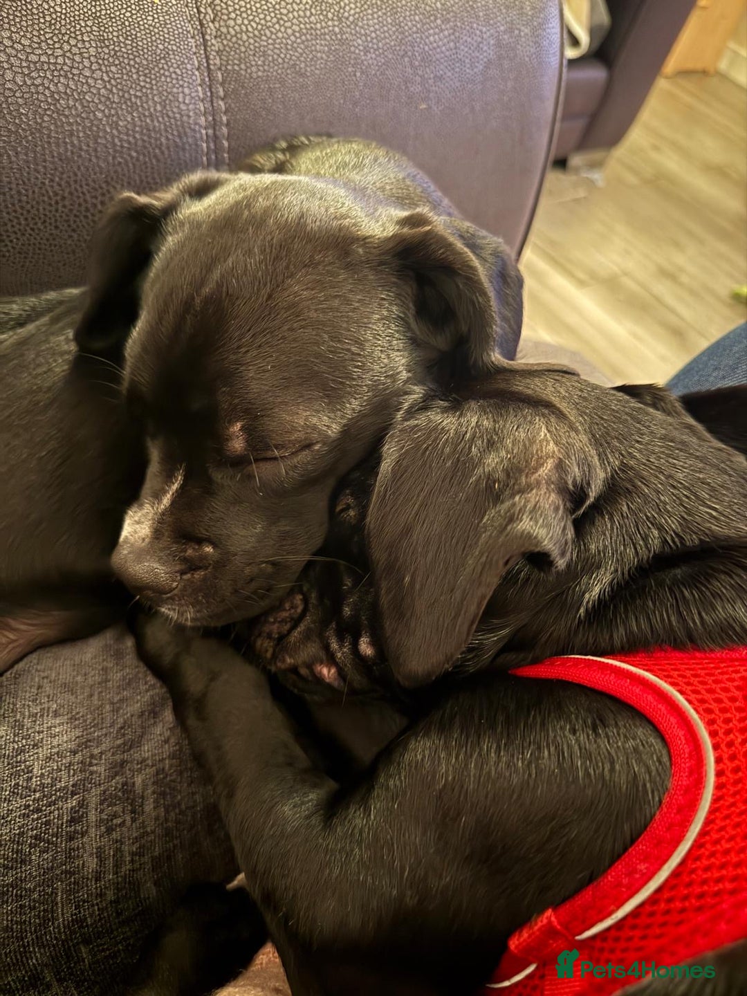 Mixed Breed dogs for sale: Ronnie and Reggie  - Advert 14