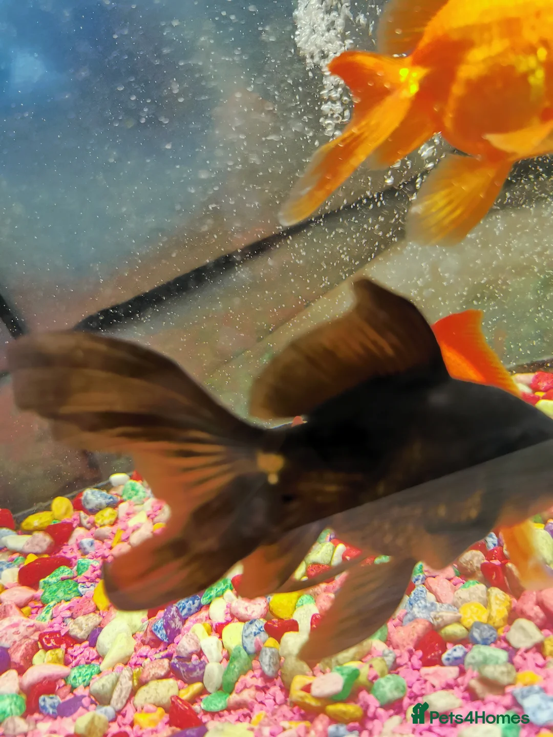 Goldfish fish for sale: Goldfish , Veiltail , Fancy, Telescope black in Glasgow - Advert 37