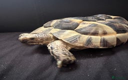Tortoise reptiles for sale: Dave the Mediterranean spur thighed  - Advert 1