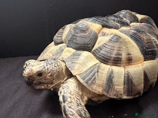 Tortoise reptiles Dave the Mediterranean spur thighed - Advert 1