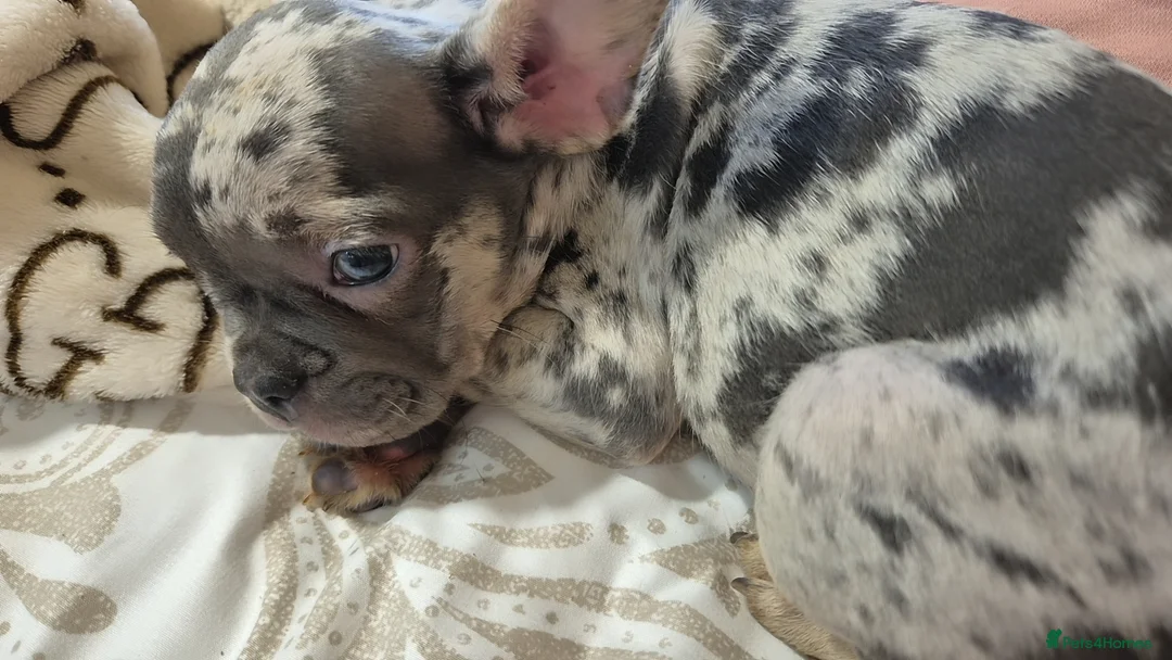 French Bulldog dogs for sale: Stunning litter of frenchies  - Advert 1