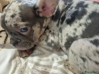 French Bulldog dogs Stunning litter of frenchies - Advert 11