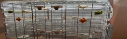 Finches birds for sale: Orange zebra finches  in Orpington - Advert 2