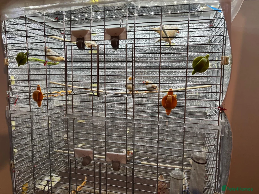 Finches birds for sale: Orange zebra finches  in Orpington - Advert 2